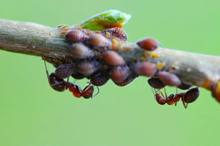 <em>Maurene beføler bladlusene og får sine dråper med sukkervann.</em>(Foto: Yaroslav Antonov / Shutterstock / NTB scanpix)