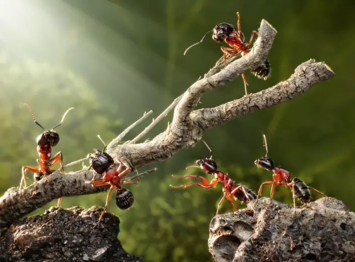 <em>Milliarder av maur vandrer rundt i skog og eng. </em>(Foto: Colourbox)