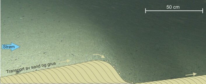 Her illustrerer vi dannelsen av bølgeformasjonene og hvordan de kan se ut innvendig med et tverrsnitt tegnet i en sanddyne fra et av videoopptakene. Legg merke til skyggen over kanten av dynen, den gir en følelse om hvor stor noen av disse kan bli. Foto: Mareano