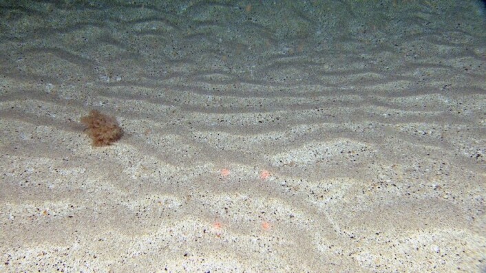 Bildet viser sandbunn med mønster etter sterk strøm og en busk av bryozoen Eucratea loricata som fyker forbi videoriggen Chimaera på en måte som kan minne om «tumble weed» i ørkenområder. Slik kan "busken" spre seg maksimalt i undervannslandskapet. Foto: Mareano/Havforskningsinstituttet