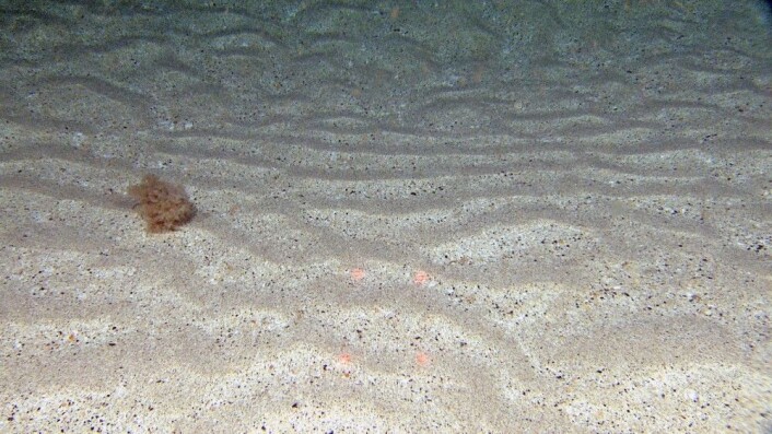 Bildet viser sandbunn med mønster etter sterk strøm og en busk av bryozoen Eucratea loricata som fyker forbi videoriggen Chimaera på en måte som kan minne om «tumble weed» i ørkenområder. Slik kan "busken" spre seg maksimalt i undervannslandskapet. Foto: Mareano/Havforskningsinstituttet Bildet viser sandbunn med mønster etter sterk strøm og en busk av bryozoen Eucratea loricata som fyker forbi videoriggen Chimaera på en måte som kan minne om «tumble weed» i ørkenområder. Slik kan "busken" spre seg maksimalt i undervannslandskapet. Foto: Mareano/Havforskningsinstituttet