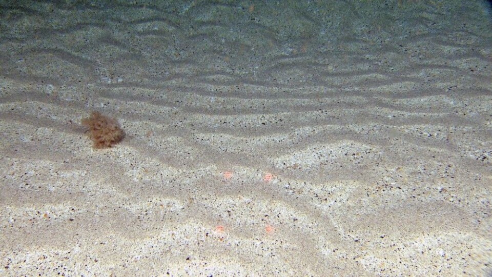 Bildet viser sandbunn med mønster etter sterk strøm og en busk av bryozoen Eucratea loricata som fyker forbi videoriggen Chimaera på en måte som kan minne om «tumble weed» i ørkenområder. Slik kan 'busken' spre seg maksimalt i undervannslandskapet. Foto: Mareano/Havforskningsinstituttet
