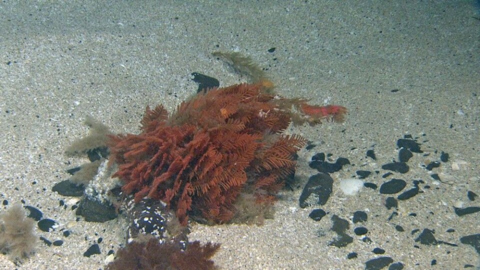 Den vakre fjærformede rustrøde hydroiden Thuiaria obsuleta er sammen med bryozoen Eucratea loricata en dominerende art i dette habitatet. Foto: Mareano/Havforskningsinstituttet