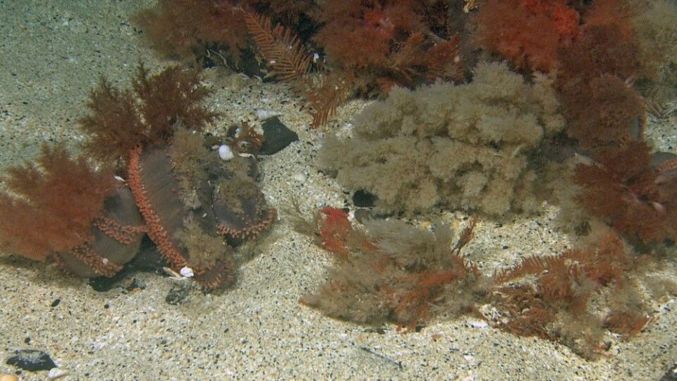 Sammen med brunpølsen finner vi bryozoer og hydroider som danner et miljø hvor mange andre arter kan leve på tross av sterk strøm og skjellsand som flytter tildels kraftig på seg i den sterke strømmen. Til høyre i bilde sees to brunpølser, og i midten sees en grå busk som er mosdyret Eucratea loricata. Foto: Mareano/Havforskningsinstituttet