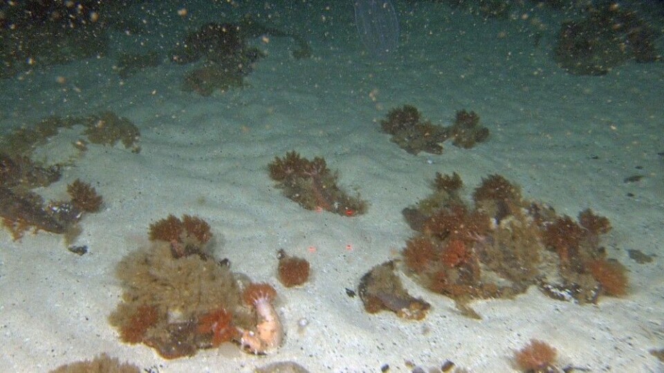 På bildet sees ansamlinger av brunpølsen Cucumatia frondosa som oftest er lærbrun, men også finnes i lysere varianter. Den fanger matpartikler med sine brunrøde fangarmer. Foto: Mareano/Havforskningsinstituttet