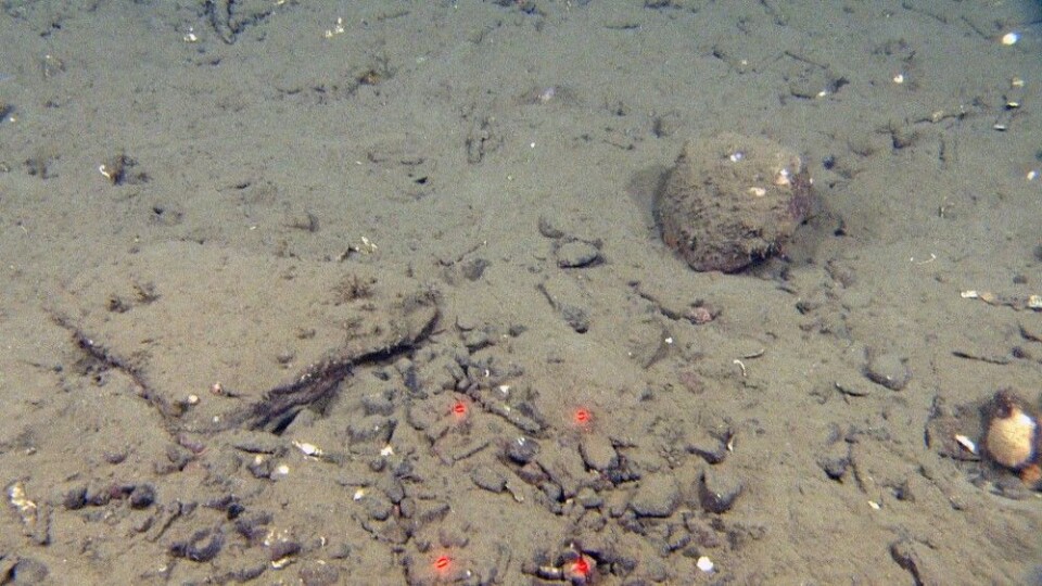 Ny biotop og sovende uer ved Bjørnøya