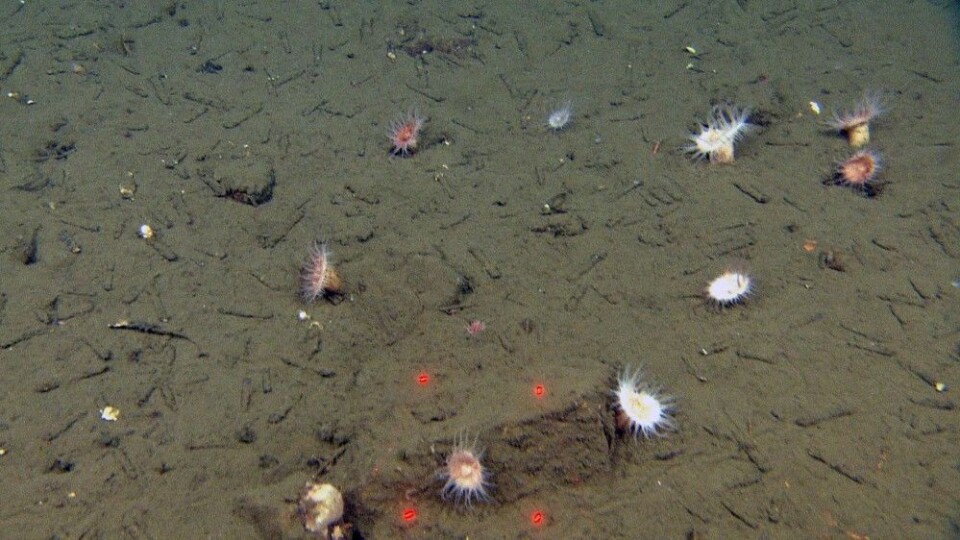 På bilde ser vi anemoner (Hormathiadae) som dominerer på mudderbunnen på stasjon nr. R1733 sammen med den rørbyggene Nothria sp.. Foto: Mareano/Havforskningsinstituttet