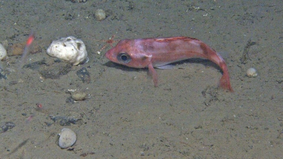 En søvnig uer som antakelig er meget forbauset over det sterke lyset som sammen med videoriggen Chimaera kommer dalende fra oven. Foto: Mareano/Havforskningsinstituttet