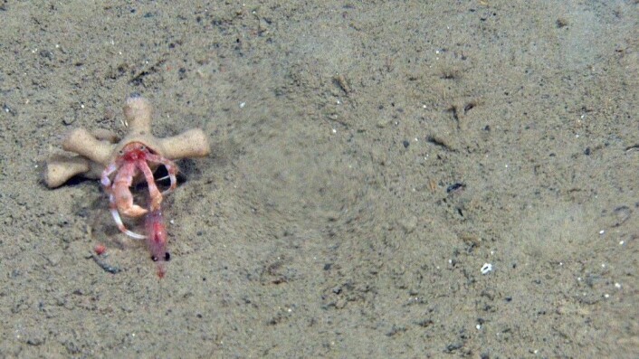 Etter en dramatisk slåsskamp kan eremittkrepsen fortære en krill som om den var en kjempe-hotdog. Rundt bakkroppen sitter en koloni av anemoner som nyter godt av matrestene fra krepsen. Foto: Mareano/Havforskningsinstituttet
