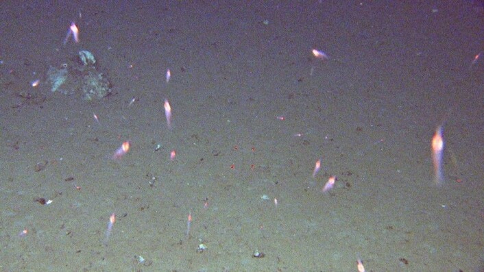 Krill som svermer rundt lyskasterne på videoriggen Chimaera. Foto: Mareano/Havforskningsinstituttet Krill som svermer rundt lyskasterne på videoriggen Chimaera. Foto: Mareano/Havforskningsinstituttet