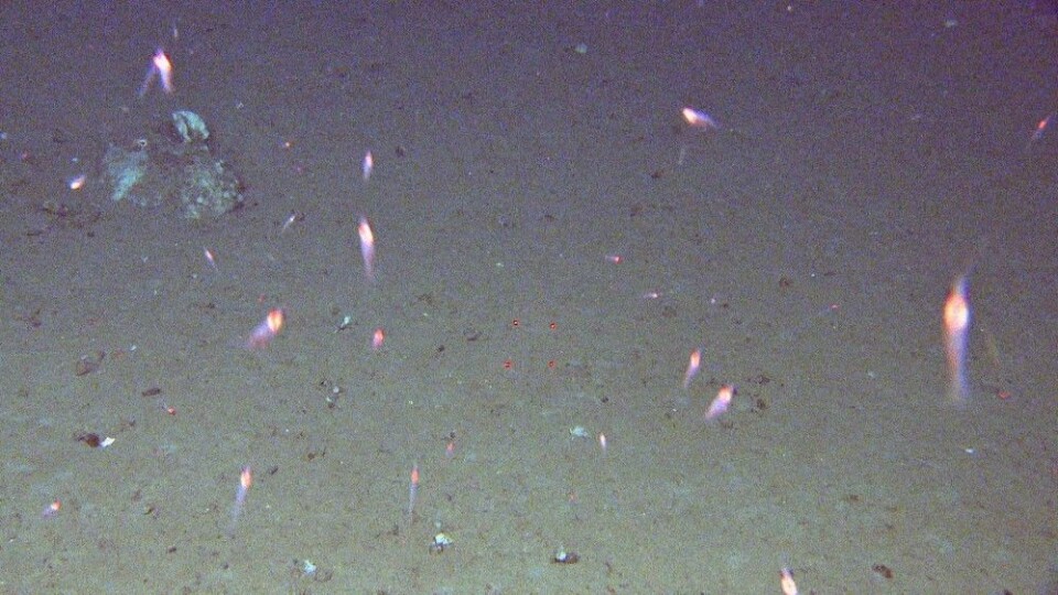 Krill som svermer rundt lyskasterne på videoriggen Chimaera. Foto: Mareano/Havforskningsinstituttet