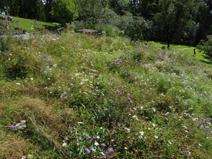 Blomsterenga i Botanisk hage i Oslo. Kan enga i hagen vår bli like fin? Foto: HAU Blomsterenga i Botanisk hage i Oslo. Kan enga i hagen vår bli like fin? Foto: HAU