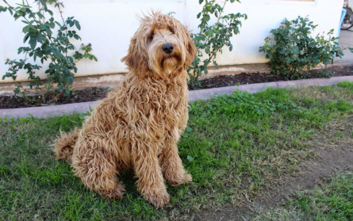 Blanding av labrador og puddel, også kjent som labradoodle. (Foto: CC0, via Pixabay) Blanding av labrador og puddel, også kjent som labradoodle. (Foto: CC0, via Pixabay)