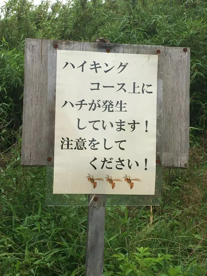 På fottur i Japan i sommer dukket dette skiltet opp. Det står noe sånt som at «Kjempeveps observert, vær oppmerksom». Selvsagt ble jeg nysgjerrig… Foto: Anne Sverdrup-Thygeson