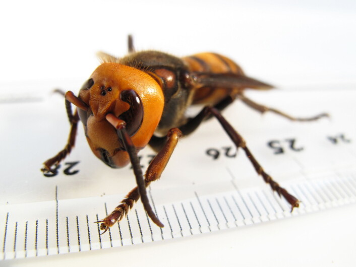 Japansk kjempeveps (Vespa mandarinia japonica), som altså ikke finnes i Norge. Foto: Yasunori Koide, CC BY-SA 3.0, via Wikimedia Commons. Japansk kjempeveps (Vespa mandarinia japonica), som altså ikke finnes i Norge. Foto: Yasunori Koide, CC BY-SA 3.0, via Wikimedia Commons.