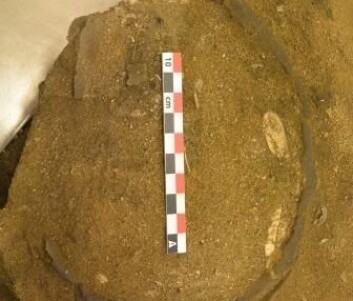 Grav som opprinnelig har inneholdt et organisk kar med en diameter på ca. 15cm Foto: Kristin Orvik, UiO Grav som opprinnelig har inneholdt et organisk kar med en diameter på ca. 15cm Foto: Kristin Orvik, UiO