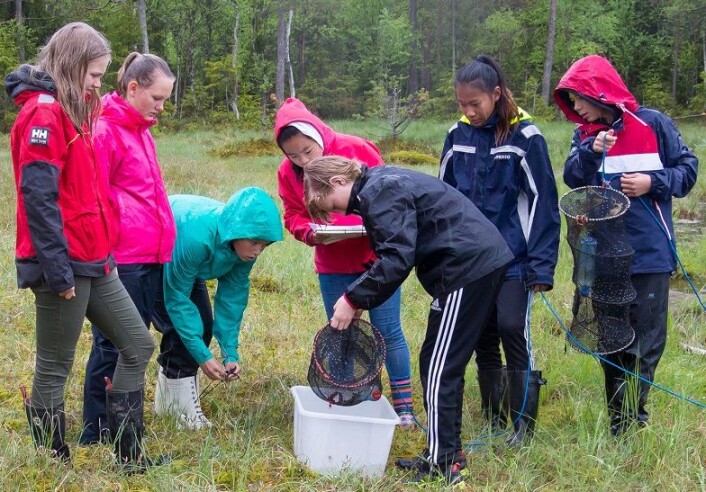 Elvene samarbeider i grupper med samle inn rusene og bestemme og telle dyrene. (Foto: Børre K. Dervo ©) Elvene samarbeider i grupper med samle inn rusene og bestemme og telle dyrene. (Foto: Børre K. Dervo ©)