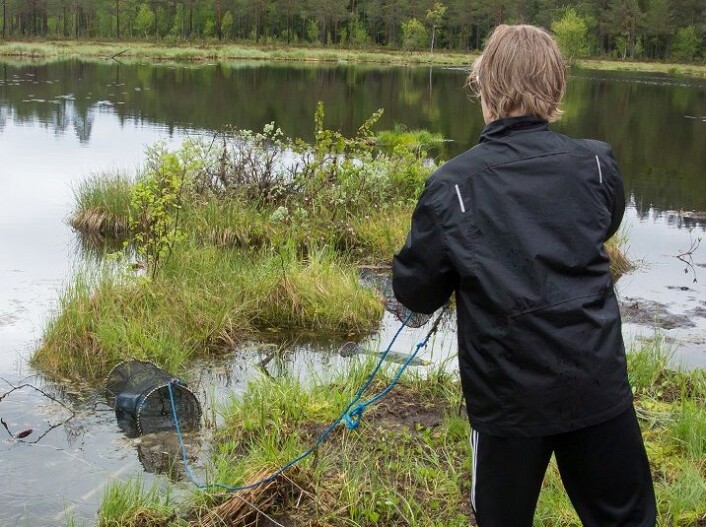 Salamanderne fanges med ruser. (Foto: Børre K. Dervo ©) Salamanderne fanges med ruser. (Foto: Børre K. Dervo ©)