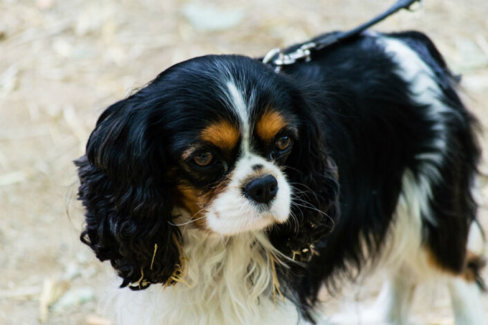 Cavalier king charles spaniel, en populær hund med mange helseplager grunnet det søte, runde hodet, som vi bevisst har avlet fram. (Foto: CC0, via Pixabay) Cavalier king charles spaniel, en populær hund med mange helseplager grunnet det søte, runde hodet, som vi bevisst har avlet fram. (Foto: CC0, via Pixabay)