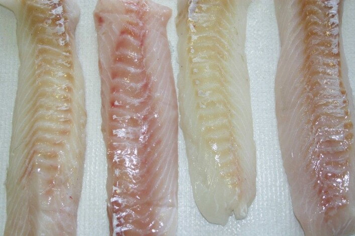Hvilken torskefilet får du mest lyst på? Er fisken stresset under fangst, eller dårlig utblødd, blir fileten rosa, i stedet for hvit. (Foto: Sjurdur Joensen © Nofima) Hvilken torskefilet får du mest lyst på? Er fisken stresset under fangst, eller dårlig utblødd, blir fileten rosa, i stedet for hvit. (Foto: Sjurdur Joensen © Nofima)