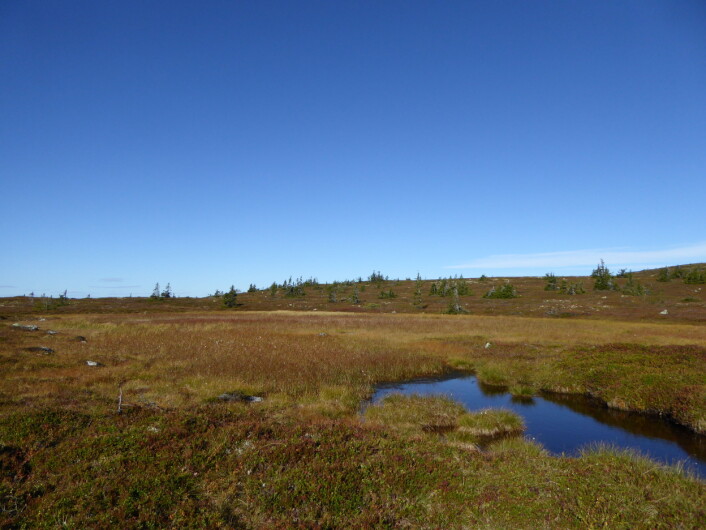 Myr med rødlig høstskjær på Ringsakerfjellet. Fint om høsten, kanskje enda bedre på vinteren. Foto: HAU Myr med rødlig høstskjær på Ringsakerfjellet. Fint om høsten, kanskje enda bedre på vinteren. Foto: HAU