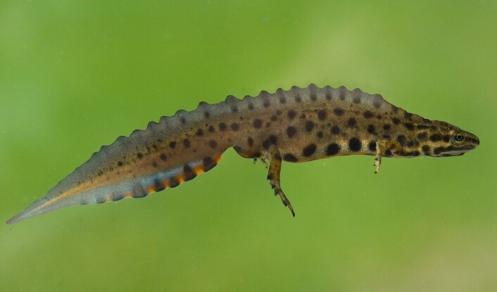 Både hos små- og storsalamander er ryggkammen det viktigste sjekketrikset. (Foto: Børre K. Dervo ©) Både hos små- og storsalamander er ryggkammen det viktigste sjekketrikset. (Foto: Børre K. Dervo ©)