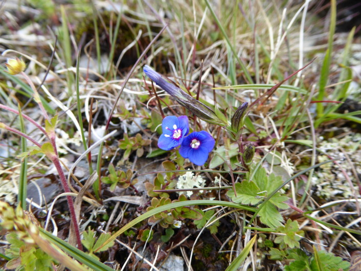 Mye mindre, og helt naturlig! Bergveronika gjør fjellnaturen på Finse enda finere. Foto:HAU Mye mindre, og helt naturlig! Bergveronika gjør fjellnaturen på Finse enda finere. Foto:HAU
