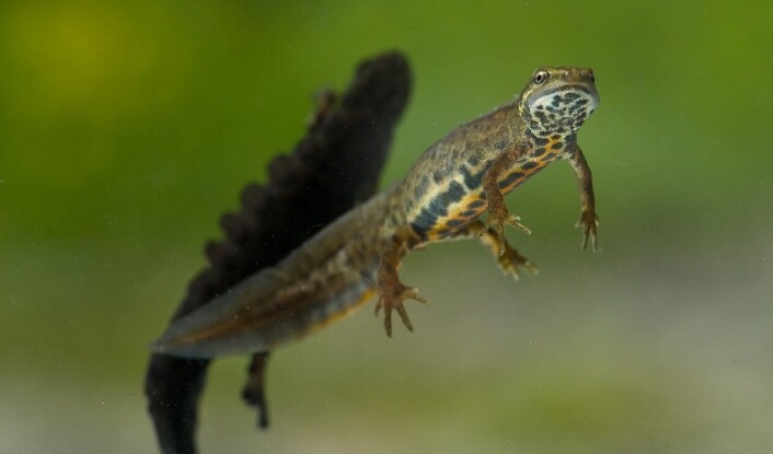 Både hos små- og storsalamander er det hunnene som velger partnere, opptil sju per sesong. (Foto: Børre K. Dervo ©) Både hos små- og storsalamander er det hunnene som velger partnere, opptil sju per sesong. (Foto: Børre K. Dervo ©)