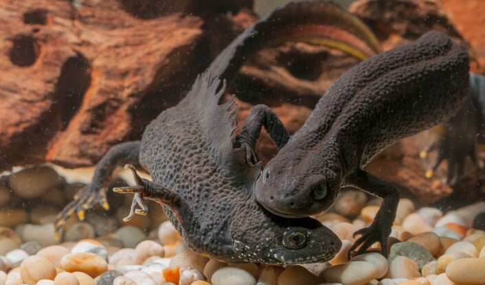 En storsalamander-hann som prøver å innynde seg hos en hunn. (Foto: Børre K. Dervo ©) En storsalamander-hann som prøver å innynde seg hos en hunn. (Foto: Børre K. Dervo ©)