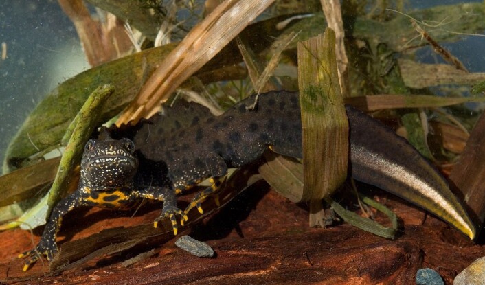 En storsalamander-hann i vakker parringsdrakt. (Foto: Børre K. Dervo ©) En storsalamander-hann i vakker parringsdrakt. (Foto: Børre K. Dervo ©)