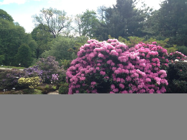 Blomsterprakt i Botanisk Hage i Oslo, sterkt endret natur, men fin likevel. Foto: HAU Blomsterprakt i Botanisk Hage i Oslo, sterkt endret natur, men fin likevel. Foto: HAU