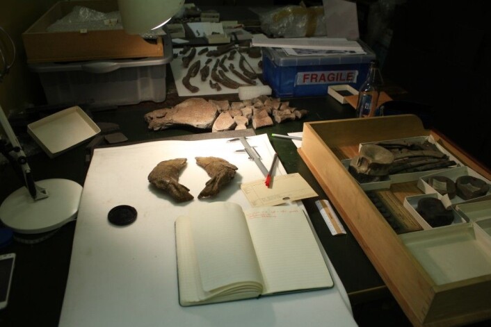 Slik jobber en paleontolog i en samling: Noterer, måler, fotograferer og tegner knokler. Foto: LLD Slik jobber en paleontolog i en samling: Noterer, måler, fotograferer og tegner knokler. Foto: LLD