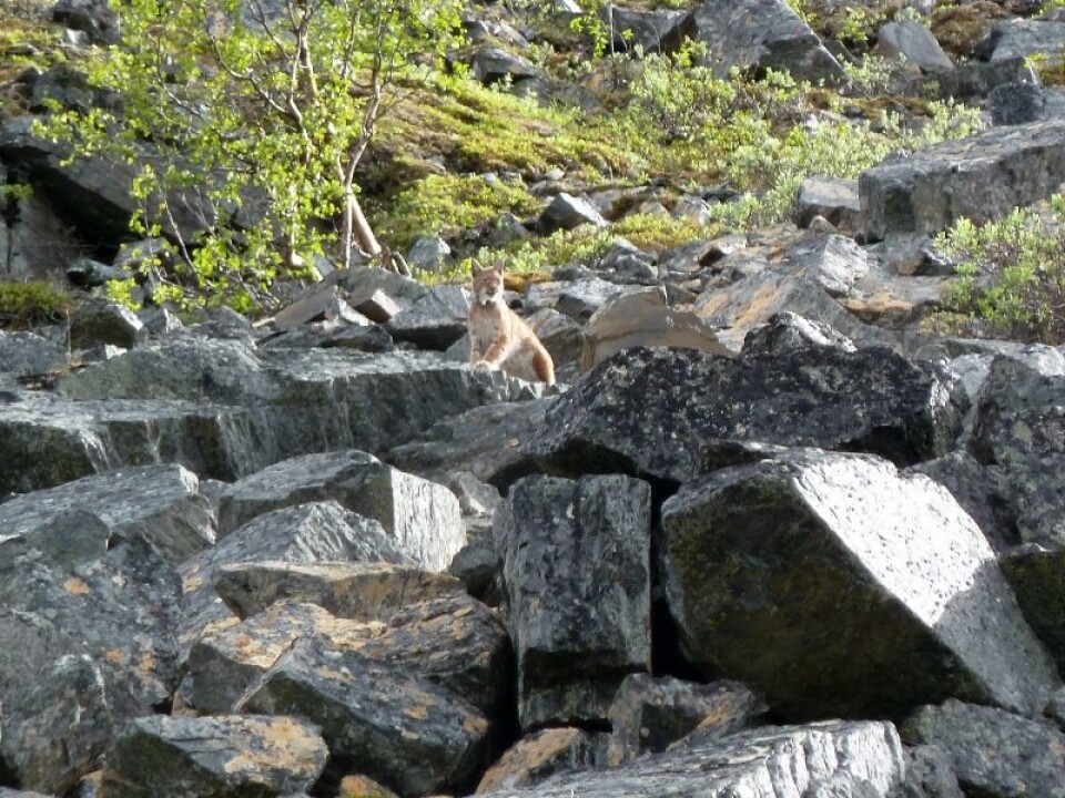 Hunngaupene velger ofte å få ungene i utilgjengelig blokkmark (Foto Thomas Strømseth/Scandlynx)