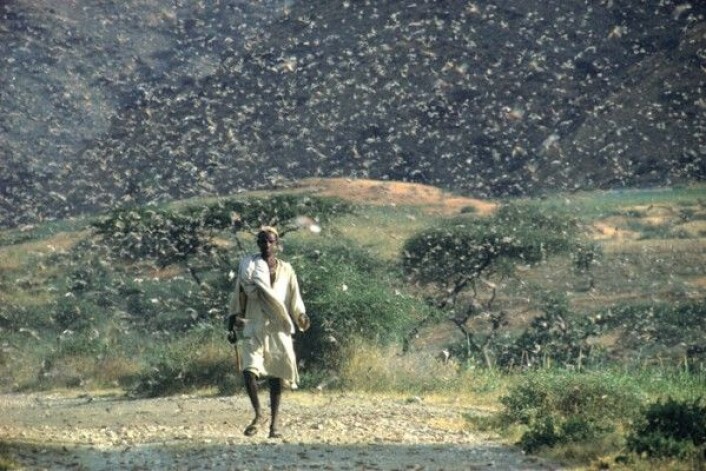 Ørkengresshopper svermer i Etiopia i juli 1968. Slike svermer kan telle 40 millioner individer. FAO/G. Tortoli Ørkengresshopper svermer i Etiopia i juli 1968. Slike svermer kan telle 40 millioner individer. FAO/G. Tortoli