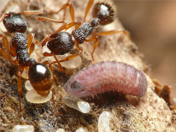 Her jafser en forvokst, rosa larve av en japansk blåvingeart i seg sine maur’søsken’. Foto: T. Komatsu, hentet fra artikkelen <a href="https://www.nature.com/articles/srep36364#f1">https://www.nature.com/articles/srep36364#f1</a> Her jafser en forvokst, rosa larve av en japansk blåvingeart i seg sine maur’søsken’. Foto: T. Komatsu, hentet fra artikkelen <a href="https://www.nature.com/articles/srep36364#f1">https://www.nature.com/articles/srep36364#f1</a>