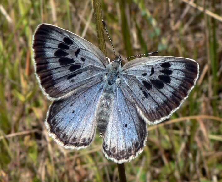 Timianblåvinge, Phengaris (Maculinea) arion, fra Frankrike. Foto: Wikimedia, CC 3.0 PJC&Co Timianblåvinge, Phengaris (Maculinea) arion, fra Frankrike. Foto: Wikimedia, CC 3.0 PJC&Co