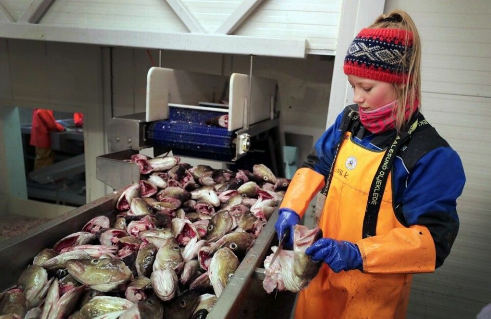 Linn Kristoffersen skjærer torsketunger på Myre fiskemottak i Vesterålen. Steiker du torsketunger i panna og serverer dem med råkost og rømme, har du velsmakende og tradisjonsrik mat. (Foto: Ole Åsheim © Nofima)
