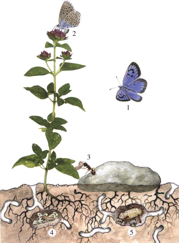 Det fint tilpassede samspillet mellom våre tre stridende partnere: Oregano, en eitermaur og en blåvinge. Figuren er hentet fra artikkelen <a href="http://rspb.royalsocietypublishing.org/content/282/1811/20151111">http://rspb.royalsocietypublishing.org/content/282/1811/20151111</a> Det fint tilpassede samspillet mellom våre tre stridende partnere: Oregano, en eitermaur og en blåvinge. Figuren er hentet fra artikkelen <a href="http://rspb.royalsocietypublishing.org/content/282/1811/20151111">http://rspb.royalsocietypublishing.org/content/282/1811/20151111</a>