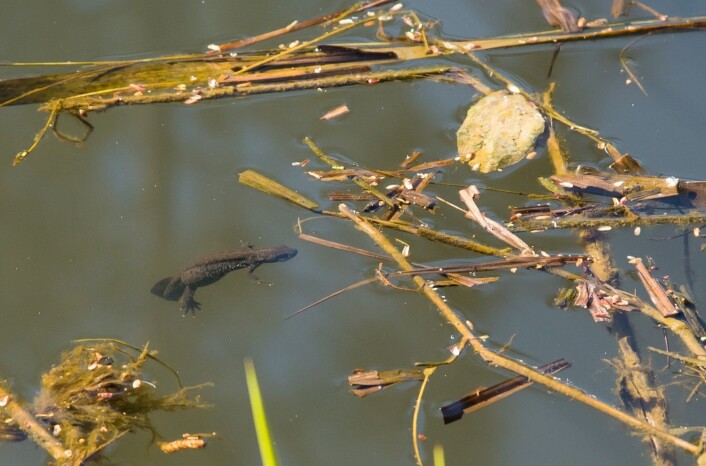 En hunn av storsalamander som ligger i overflaten og soler seg. (Foto: Børre K. Dervo ©) En hunn av storsalamander som ligger i overflaten og soler seg. (Foto: Børre K. Dervo ©)
