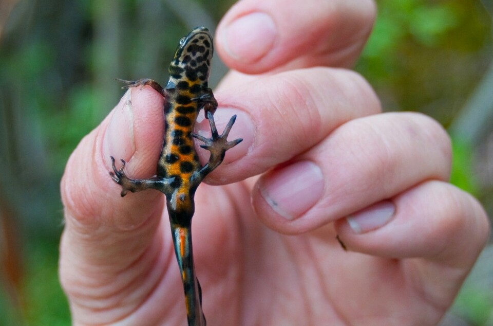 Er det salamander? (Foto: Børre K. Dervo ©)