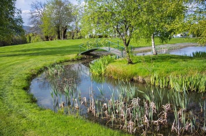 Skal du lete etter salamandere, så se i de grunne og vegetasjonsrike delene av dammen. Det må imidlertid være litt åpent vann slik at du kan se salamanderne. (Foto: Børre K. Dervo ©) Skal du lete etter salamandere, så se i de grunne og vegetasjonsrike delene av dammen. Det må imidlertid være litt åpent vann slik at du kan se salamanderne. (Foto: Børre K. Dervo ©)