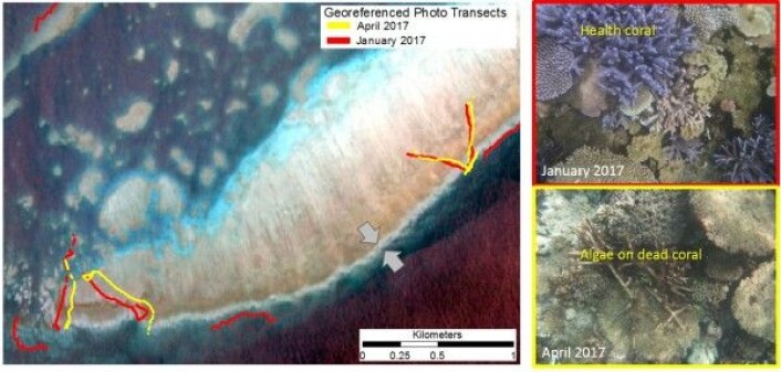 Satellittbilder av korallrev sammenliknet med posisjonsbestemte bilder av korall fra de samme stedene. C. Roelfsema, University of Queensland Satellittbilder av korallrev sammenliknet med posisjonsbestemte bilder av korall fra de samme stedene. C. Roelfsema, University of Queensland