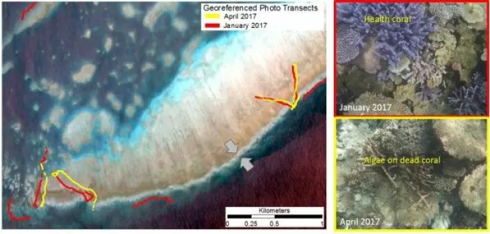 Satellittbilder av korallrev sammenliknet med posisjonsbestemte bilder av korall fra de samme stedene. C. Roelfsema, University of Queensland