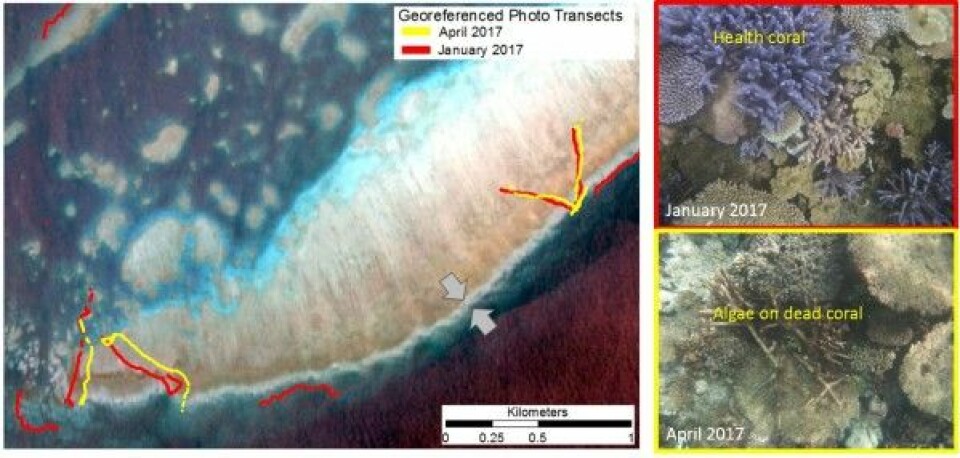 Satellittbilder av korallrev sammenliknet med posisjonsbestemte bilder av korall fra de samme stedene. C. Roelfsema, University of Queensland