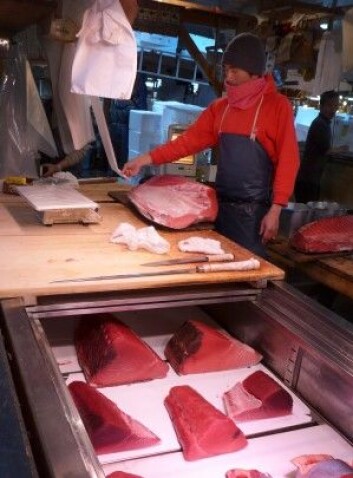 Tunfisk selges i store stykker til fine priser. (Foto: Torstein Skåra) Tunfisk selges i store stykker til fine priser. (Foto: Torstein Skåra)