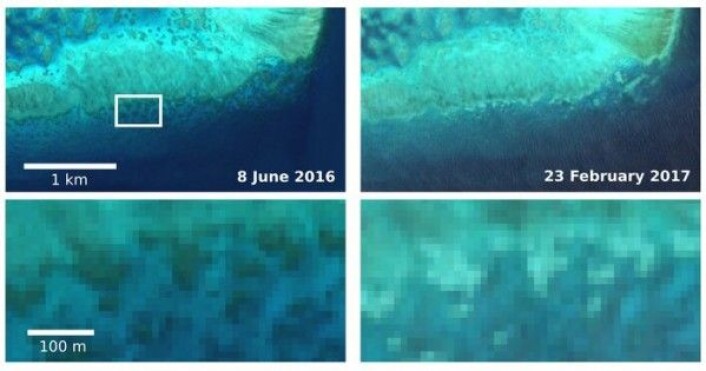 Koraller i Barriererevet som blekner, sett av miljøsatellitten Sentinel-2A. Copernicus/Sentinel/J. Hedley/C. Roelfsema Koraller i Barriererevet som blekner, sett av miljøsatellitten Sentinel-2A. Copernicus/Sentinel/J. Hedley/C. Roelfsema