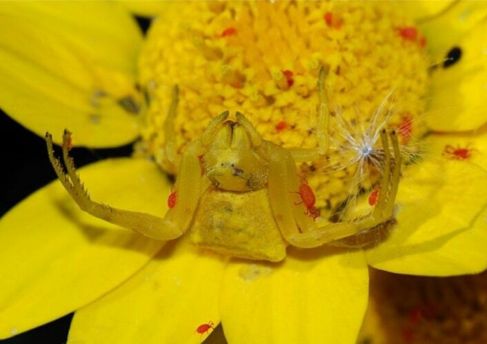 Kamuflasjegul krabbeedderkopp. (Foto: Alvesgaspar, Wikimedia Commons,<a href="https://creativecommons.org/licenses/by-sa/3.0/deed.en"> se lisens her)</a>