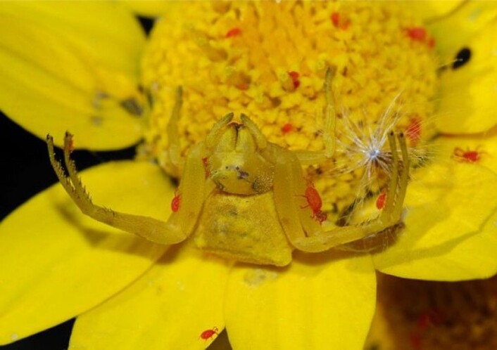 Kamuflasjegul krabbeedderkopp. (Foto: Alvesgaspar, Wikimedia Commons,<a href="https://creativecommons.org/licenses/by-sa/3.0/deed.en"> se lisens her)</a> Kamuflasjegul krabbeedderkopp. (Foto: Alvesgaspar, Wikimedia Commons,<a href="https://creativecommons.org/licenses/by-sa/3.0/deed.en"> se lisens her)</a>