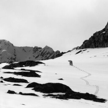 Ingen Svalbardroman uten en isbjørn. Kan en slikt syn gjøre deg til et annet menneske? (Foto: Børge Damsgård) Ingen Svalbardroman uten en isbjørn. Kan en slikt syn gjøre deg til et annet menneske? (Foto: Børge Damsgård)