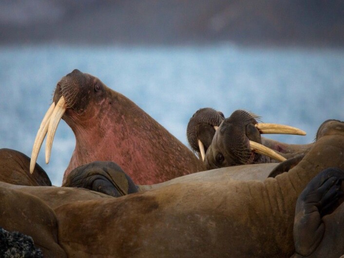 Big friends? Hvalrossen er et aggressivt dyr som likevel må lære å leve tett sammen på Svalbard - Norge må også leve fredelig blant mektige nasjoner. (Foto: Børge Damsgård) Big friends? Hvalrossen er et aggressivt dyr som likevel må lære å leve tett sammen på Svalbard - Norge må også leve fredelig blant mektige nasjoner. (Foto: Børge Damsgård)